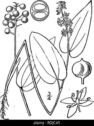 . Una flora illustrata del nord degli Stati Uniti, il Canada e la British possedimenti, da Terranova al parallelo tra il confine meridionale della Virginia, e dall'Oceano Atlantico verso ovest per il 102d meridiano. La botanica; Botanica. Genere 4. LILt-di-il-valle famiglia. 517 1. Unifoliumcanadense (Desf.) Greene. Falso o Wild giglio-di-il-valle. Due- lasciava di Salomone guarnizione. Fig. 1286. Maianthemum canadense Desf. Ann. Mus. Parigi 9: 54. 1807. Smilacina bifolia var. canadensis A. Gray Man. Ed. 2, 467. 1856. Canadense Unifolium Greene, Boll. Torr. Club 15: 287. 1888. Glabrous pubescent o. Stelo sl Foto Stock