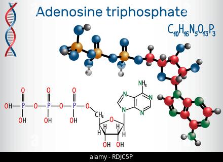 L'adenosina trifosfato (ATP), la molecola intracellulare è il trasferimento di energia e necessari per la sintesi di RNA. Formula chimica di struttura e la molecola Illustrazione Vettoriale