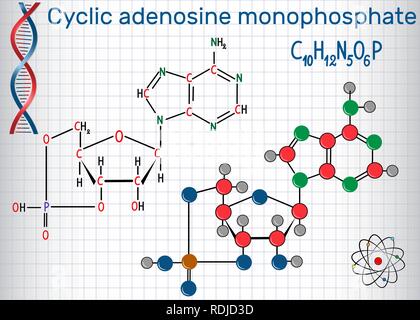 Adenosina monofosfato ciclico (cAMP) molecola, è utilizzato per la transduzione del segnale intracellulare . Foglio di carta in una gabbia. Strutturale di formulazione chimica Illustrazione Vettoriale