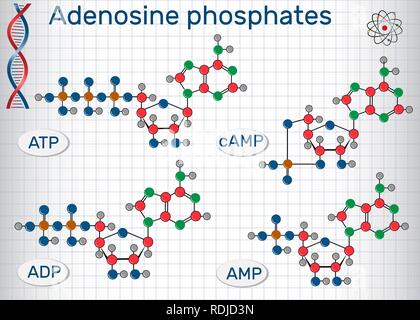 Chimica le formule strutturali di adenosina nucleotidi fosfati : adenosina monofosfato ciclico (AMP), adenosina difosfato (ADP) , adenosina trifosfato ( Illustrazione Vettoriale