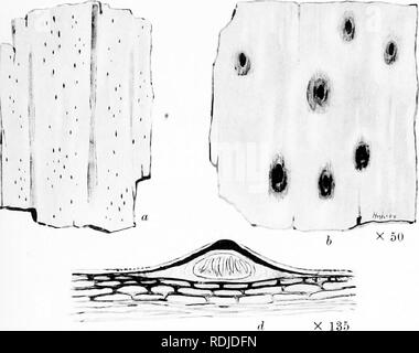 . Una monografia di licheni trovato in Gran Bretagna; essendo un catalogo descrittivo della specie nell'erbario del British Museum. I licheni. Piastra 50. Si prega di notare che queste immagini vengono estratte dalla pagina sottoposta a scansione di immagini che possono essere state migliorate digitalmente per la leggibilità - Colorazione e aspetto di queste illustrazioni potrebbero non perfettamente assomigliano al lavoro originale. British Museum (storia naturale). Dipartimento di Botanica; Crombie, James Morrison, 1833-1906; Smith, Annie Lorrain, 1854-1937. Londra, stampati in ordine di fiduciari Foto Stock