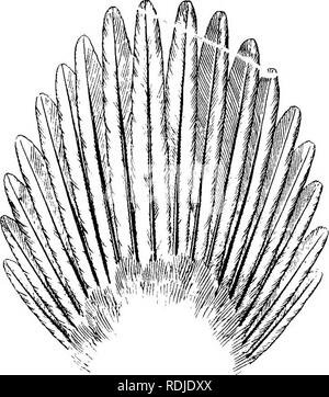 . Gli uccelli del Sud Africa. Gli uccelli. ANSEEBS EBISMATUHA 153 628. Erismatura maccoa. Maccoa Duck. Oxyura maccoa, Smith, Cat. S. A. MiCs. p. 37 (1837); id. III. Zool. S. Afr. Aves, pis. 108, 109 (1847). Erismatura maccoa, Eyton, Monogr. Anat. p. 169 (1838); Layard, B. S. Afr. p. 356 (1867); Ayres, Ibis, 1869, p. 302; Sharpe, ed. Layard:s B. S. Afr. p. 762 (1884); Nicolls e Eglington, Sportam. 8. A.-p. 125, pi. xii, fig. 67 (1,892); Salvadori, Cat. B. M. XXVII, p. 448 (1895) ; Sheilci'. B. Afr. I, pag. 174 (1896); Beiclienow, Vbg. Afr. I, pag. 105 (1900) ; Sharpe, Ibis, 1904, p. 18 [Deelfontein].. F Foto Stock