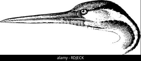 . Gli uccelli del Sud Africa. Gli uccelli. PHALACROCOEACIDJD PLOTUS 13 568. Plotus rufus. Snake Bird. Plotus rufus, Lacep. et Daiid. nel buff. Hist. Nat. (18° Didot ed.) Ois. XVII, p. 81 (1802) ; la concessione, Cat. B. M. xxvi, p. 412 (1898) ; Date, Cat. B. Uova, II, p. 207 (1902). Plotus congensis, Cranch in Tuckeifs Exped. Hiv. Zaire App. 4, p. 408 (1818) ; Laijard, B. S. Afr. p. 378 (1867) ; Barratt, Ibis, 1876, p. 214. Plotus levaillanti, Lichf. Verz.Doubl. p. 87 (1823) ; Gurney, Ibis, 1859, p. 251, 1863, p. 382; Kirk, Ibis, 1864, p. 338; Gurneij in Andersson's B. Damaral. p. 367 (1872); Buckley, Ibix, 1 Foto Stock