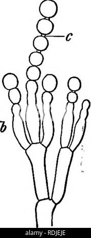 . Contorni di vita vegetale : con speciale riferimento alla forma e funzione . La botanica. Riproduzione vegetativa. 191 punta in un unico spore, così che il ramo principale sembra portare da due a otto spore su gambi sottili (fig. 143).. Si prega di notare che queste immagini vengono estratte dalla pagina sottoposta a scansione di immagini che possono essere state migliorate digitalmente per la leggibilità - Colorazione e aspetto di queste illustrazioni potrebbero non perfettamente assomigliano al lavoro originale. Barnes, Charles Reid, 1858-1910. New York : Henry Holt e azienda Foto Stock