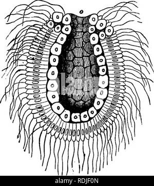 . La dottrina di discesa e di darwinismo. Evoluzione. Prima condizione di larva. 51 per la successiva e tipico effettivo impressionare. Con questo scopo si consideri la larva di una spugna calcarea allo stadio che Haeckel ha designato come fase di gastrula. Il grafico indica la sezione di una larva di questa descrizione, che in questo periodo non è nulla più di un stomaco provvisto di un orifizio (fig. 5 &lt;?); la sua parete con-. La fio. 5. sists di due strati, o strati di cellule. Le cellule della falda esterna sono distinti da quelli di quella interna con la loro forma allungata e il possesso Foto Stock