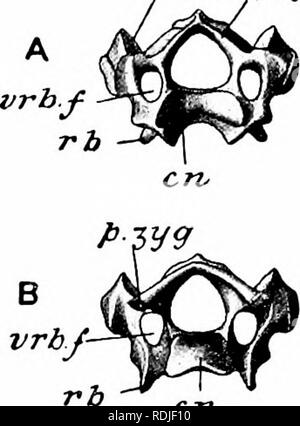 . Un manuale di zoologia. 464 MANUALE DI ZOOLOGIA a;3V9 n.ot avente la sua estremità prossimale divisibile in testa il corretto articu- relativa con il centrum della vertebra e un tubercolo con il processo trasversale : le loro estremità distali sono liberi, non unire con lo sterno. In terzo al dodicesimo sono presenti nervature residuale (Fig. 277, Rb), aventi ciascuno la sua testa fusa con il centrum e la sua il tubercolo con il processo trasversale. Tutta la nervatura ha così la comparsa di un breve e diretto a ritroso il processo trasversale forato in corrispondenza della sua base. La centra delle vertebre cervicali differiscono da quelle di tutti gli ot Foto Stock