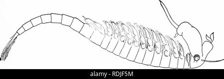 . Un manuale di zoologia. Zoologia. I. CROSTACEI: PHYLLOPODA 365 Sub di classe II. Phyllopoda. Il Phyllopoda sono più primitivi crostacei. Il nome è derivato dalla foglia-come i piedi (fig. 375), che si verificano con la regione toracica. Le appendici anteriori sono schizopodal, la seconda coppia di antennce essendo spesso efficienti organi di nuoto. Il numero dei somiti varia tra ampi linnts, essendo meno di una dozzina di Cladocera, mentre, se Savigny la legge (p. 352) tenere vero, ci sono oltre sessanta in alcuni Apodidas. La maggior parte delle forme (l'Branchipodid:e esclusa) hanno un carapace. Questo forma un ampio ovale Foto Stock