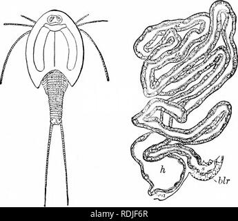 . Un manuale di zoologia. Zoologia. I. CRUSTACEA 361 di solito i piedi addominale e la bocca-parti conservare i due-ramificato condi- zione. Embriologia mostra inoltre che anche di granchi tutti i piedi sono in un primo momento schizopodal e che le gambe a piedi perdere il exopodite durante la crescita. Vi è evidenza per mostrare che il piede schizopodal non è il tipo primitivo. Questa è fornita dal piede phyllopod (fig. 375, 77), wdiich è costituito da un asse mediano, b in appoggio all'interno di sei cnditcs, io, e sul lato esterno di due esuli, un Jlabcllum o epipodile, a e a gill, k. Questo fornisce la schizopodal fo Foto Stock