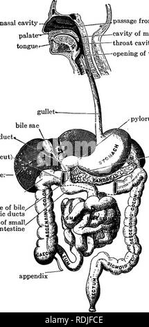 . Elementare, biologia animale e umano. Biologia. Digestione ed assorbimento dei nutrienti 83 intestini che iniziano a stomaco e aprire l'out- lato del corpo in corrispondenza della parte inferiore del tronco. "Passaggio dal naso a gola .cavità della bocca della cavità della gola â apertura del piloro windpipe â bile ducti colon trasverso (taglio) live:â orifizio comune della bile e dotti pancreatici inizio del piccolo intestino. dotto pancreatico Fig. 26. Â Parti del canale alimentare. (Il fegato è stato inclinato verso l'alto per mostrare la cistifellea sulla sua superficie inferiore; un pezzo del grande intes- rebbio è stato rimosso per s Foto Stock