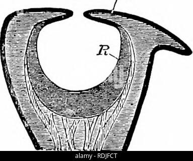 . Un manuale di zoologia. Zoologia. Un TNT. Fig. 349. Fig. 350. Fig. 349-sezione schematica di occhio di cefalopodi (dopo Gegenbaur). ae, argentea (chorioid); C, cornea; ci, processo ciliare; andare, ganglionari ottiche; ik, iris; k, carti- lages; io, lente; p, strato di pigmento; Re, lo strato cellulare della retina; Ri, asta strato della retina; •w, corpo bianco. Fig. 350.-sezione schematica di occhio di Nautilus (da Balfour). .4, apertura della coppa ottica; hit, iris-come la piegatura del tegumento, JV op, del nervo ottico; R, la retina. BeWnd i tentacoli sono la coppia di grandi occhi che superficialmente sono molto simili a quelli dei vertebrati, poiché Foto Stock