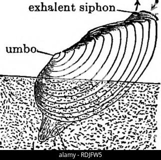 . Elementare, biologia animale e umano. Biologia. Fig. 130.- - Trichina nel muscolo. (Leuckart.) l'umbone, in allargarsi sempre di più anelli concentrici, sono le linee di crescita degli animali che indicano le fasi più giovani nel suo sviluppo. Noi ora puU fino a le cozze e appoggiarlo su un fondo sabbioso. In pochi istanti il guscio viene aperto un po' e da una estremità del progetto sarà un corpo rosato, che potrà finalmente si estendono per una certa distanza. Questo organo è il piede. Se si guarda abbastanza a lungo, si possono vedere le cozze utilizzare il piede a spingersi oltre la superficie della sabbia o può scavano nella sabbia e finalmente a occ Foto Stock