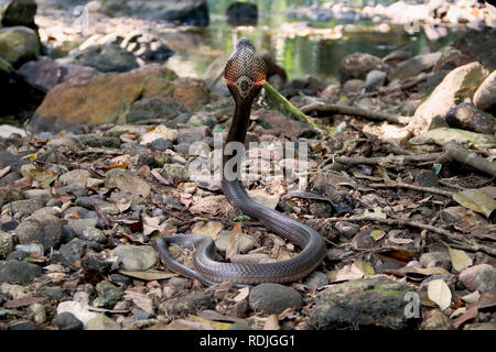 Monocled Cobra, Naja kouthia è un infame elapidae serpenti trovati nei paesi del sud-est asiatico come la Malaysia, Singapore, Tailandia, Brunei e nel Borneo. Foto Stock