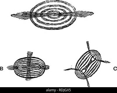 . Elementi di microscopia applicata. Un libro di testo per i principianti. Microscopia. Petrografia e metallografia. i6i simili a quelli caratteristici dei cristalli esagonali e non mostra nessun angolo di estinzione. Quando alcune sezioni dei cristalli anisotropo esame sono- ined con convergente hght polarizzato ottenuto mediante un con- rasentano lente montata al di sopra del polarizzatore, figure di interferenza sono prodotte, consistente di buio o anelli colorati e croci. È impossibile entrare qui in principi ottici quale condizione questi fenomeni; ma la differenza tra le figure circolari prodotte dalla uni- cristalli assiale Foto Stock