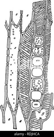 . Gli elementi essenziali della botanica. La botanica. La fio. 18. Fis. 19. Fig. 18.-Estremità dei diversi tracheids dal legno di pino, mostrando bordered box amplificati 3.J5 volte. Fig. 19.-Trachei'ds dallo stelo di maggiociondolo, m, m, le cellule di una midollare di v&amp;j. A gr, una partizione è rotto attraverso. Ingrandite 375 volte. stretta relazione di tali tracheids alle navi a spirale è facilmente visibile. Tracheids può essere considerato come la composizione di un meno differenti- tiated forma di tessuto, legati da un lato alla vera tra- cheary tessuto e in altri di tessuto fibroso. Si prega di notare che queste immagini vengono estratte dalla pagina sottoposta a scansione ima Foto Stock