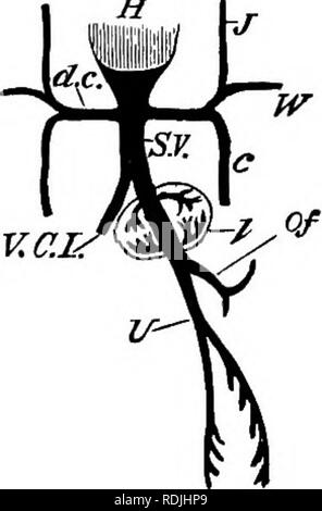 . Gli elementi di embriologia . Embriologia. vn.] le vene del fegato. La fio. 74. H 227. Schema op circolazione venosa all'inizio- ment OP il quinto giorno. H. cuore, d.c. dotto Cuvieri. In tlie dotto Cuvieri del lato eacli caduta J. la vena giugulare o superior vena cardinale, W. la vena dall'ala, e c. il meno importante vena. S. V. sinus venoso. D. vitelline vena. U. allantoic vena, che a questo stadio dà rami off al corpo-pareti. V.C.I, vena cava inferiore. I. fegato. La circolazione epatica, che era iniziato il terzo giorno, diventa completamente stabilito. Thos Foto Stock