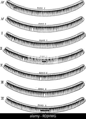 . La biologia dei gemelli (mammiferi) . I gemelli. 140 LA BIOLOGIA dei gemelli ha una doppia scute nella banda 5 abbastanza vicino al centro o quasi direttamente in un Une con il raddoppio di banda. Fig. 43.-^un disegno dettagliato di raddoppio di banda in set K 30 più in avanti. Feto III ha una doppia scute esattamente al centro della banda i; e il suo partner, feto IV, ha. Si prega di notare che queste immagini vengono estratte dalla pagina sottoposta a scansione di immagini che possono essere state migliorate digitalmente per la leggibilità - Colorazione e aspetto di queste illustrazioni potrebbero non perfettamente assomigliano al lavoro originale. Newman, Horatio Hackett, b. 1875. Chic Foto Stock