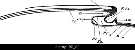 . Gli elementi di embriologia . Embriologia. rv.] il cuore. Fig. 29. 83. DiAGEAMMATIC sezione longitudinale attraverso l'asse OP un embrione. La sezione si suppone che sia realizzato in un momento in cui la testa di piega- ha iniziato ma la coda-piega non è ancora apparso. G.n. canale neurale, chiusi davanti ma non ancora aperta dietro. Cli. notochord. La sezione essendo stata eseguita nella mezzeria, la protovertebrje sono naturalmente non shewn. Nella parte anteriore del notochord si vede una massa di unoleft mesoblast, che finiranno per formare una parte del cranio. D. L'inizio foregut o la parte anteriore del canale alimentare. F. So. Foto Stock