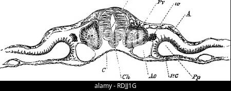 . Gli elementi di embriologia . Embriologia. III.] VEETEBEAL PIASTRA. 69 si allarga, mentre quella nella piastra vertebrale rimane nella condizione di una mera divisione. Fig. 24.. Sezione Teansvbrsb attraverso la regione dorsale di un embrione del secondo giorno (copiate dal suo), intro- duced qui per illustrare la formazione del mesoblastio somitis, e la segmentazione del mesoblast. M. canale midollare; pv. mesoblastic somite ; w. rudiment di donna condotto; ,4. epiblast; C. hypoblast; Ch. notochord; Ao. aorta ; BC. splanchnopleure. In un primo momento ciascuna piastra vertebrale non solo è integro lungo la sua lunghezza, ma anche conti Foto Stock