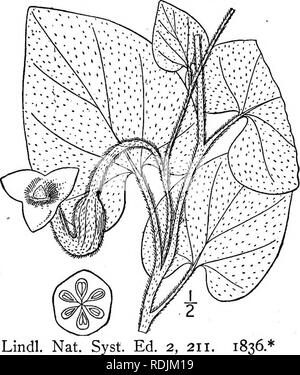 . Una flora illustrata del nord degli Stati Uniti, il Canada e la British possedimenti, da Terranova al parallelo tra il confine meridionale della Virginia, e dall'Oceano Atlantico verso ovest per il 102d meridiano. La botanica; Botanica. 3. Aristolochia macrophylla Lam. Olandese la tubazione. Fig. 1580. Aristolochia macrophylla Lam. Encycl. I: 255. 1783. Aristolochia Sipho L'lei. Stirp. Nov. 13. 1784. Un twining vine, lo stelo a volte 1' in diam- eter e 300 lungo i rami molto snello, terete, verde, glabrous. Foglie sottili, ampiamente reniform o suborbicular, densamente pubescent essere- neath quando youn Foto Stock