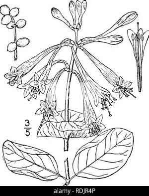 . Una flora illustrata del nord degli Stati Uniti, il Canada e la British possedimenti, da Terranova al parallelo tra il confine meridionale della Virginia, e dall'Oceano Atlantico verso ovest per il 102d meridiano. La botanica; Botanica. 6. Lonicera flava Sims. Caprifoglio giallo. Fig. 3984. Lonicera flava Sims, Bot. Mag. pi. 1318. 1810. Twining ad un altezza di diversi piedi o finale, glabrous. Lascia ampiamente, ovale o ellittica, intero, ottusi all'apice, ristretta o arrotondate alla base di breve petioled, o la tomaia sessili, verde sopra, glaucous sotto le coppie che sottende fiori connat Foto Stock