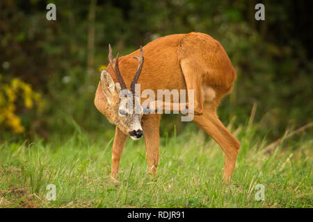 Wild capriolo con grandi corna di cervo di graffiare la sua testa. Foto Stock