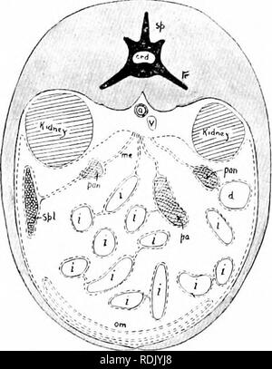 . Anatomia di mammifero : con speciale riferimento alla cat . Mammiferi, Anatomia, comparativo; gatti. Organi della digestione. 117 cavità, vicino all'osso iliaco. L'intestino è supportato dalle pieghe del peritoneo noto come mesenteries. L'intestino crasso consiste del cieco e del colon e del retto. Il ccrcuiu è il cieco proiezione conica a. Si prega di notare che queste immagini vengono estratte dalla pagina sottoposta a scansione di immagini che possono essere state migliorate digitalmente per la leggibilità - Colorazione e aspetto di queste illustrazioni potrebbero non perfettamente assomigliano al lavoro originale. Davison, Alvin, 1868-1915. Phil Foto Stock