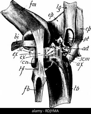 . Anatomia di mammifero : con speciale riferimento alla cat . Mammiferi, Anatomia, comparativo; gatti. 74 Elementi di anatomia di mammifero. Come il ginocchio-giunto può essere prontamente dissezionati e le parti ben visualizzato, è qui descritte in dettaglio. La gamba deve essere staccato a hip-giunto e i muscoli in gran parte rimossa, avendo cura nel vicino immediato- il cofano del ginocchio che i legamenti non sono tagliati. Ci sono otto dei legamenti per questo giunto. Il legamento anteriore o del legamento della rotula (Fig. 45), che si estende dalla rotula al tubercolo anteriore della tibia, è il più forte il legamento Foto Stock