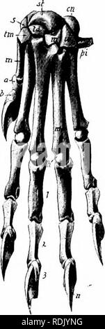 . Anatomia di mammifero : con speciale riferimento alla cat . Mammiferi, Anatomia, comparativo; gatti. Lo scheletro. 59 Dal cuneiforme ed articola con l'ulna e cuneiforme. Il trapezio. è la più piccola delle ossa del carpo. È crescentica in forma e si articola con la scapholunar, trapezoidale, e la prima e la seconda meta- carpali. Il trapezio è quasi come piccolo come la trape- zium. Esso si distingue per la sua planarità. Si articola con la scapholunar, mag-. Si prega di notare che queste immagini vengono estratte dalla pagina sottoposta a scansione di immagini che possono essere state migliorate digitalmente per la leggibilità - colo Foto Stock