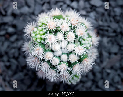 Il Cactus di piante succulente close-up, Mammillaria vetula gracilis fragilis monstrose, Arizona Snowcap Foto Stock