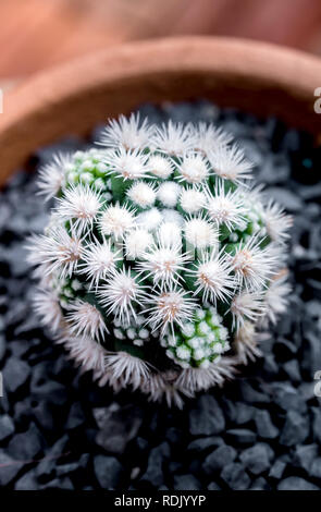 Il Cactus di piante succulente close-up, Mammillaria vetula gracilis fragilis monstrose, Arizona Snowcap Foto Stock