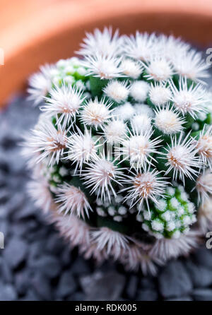 Il Cactus di piante succulente close-up, Mammillaria vetula gracilis fragilis monstrose, Arizona Snowcap Foto Stock