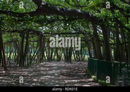 Quella di Howrah, Bengala / India - Agosto 09 2015: Il grande Banyan Tree all'Acharya Jagadish Chandra Bose indiano giardino botanico vicino a Kolkata. Foto Stock