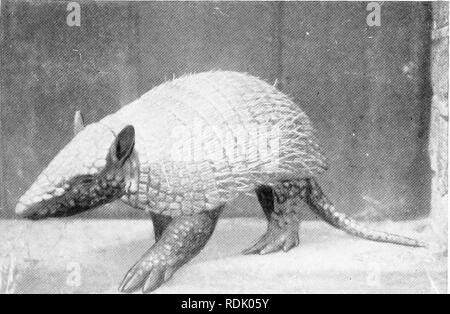 . Il libro del regno animale. Mammiferi. Mammiferi. FIG. 71. HAIRY ARMADILLO. Si prega di notare che queste immagini vengono estratte dalla pagina sottoposta a scansione di immagini che possono essere state migliorate digitalmente per la leggibilità - Colorazione e aspetto di queste illustrazioni potrebbero non perfettamente assomigliano al lavoro originale. Westell, William Percival. Londra, J. M. Dent; New York, E. P. Dutton Foto Stock