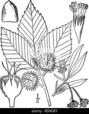 . Una flora illustrata del nord degli Stati Uniti, il Canada e la British possedimenti, da Terranova al parallelo tra il confine meridionale della Virginia, e dall'Oceano Atlantico verso ovest per il 102d meridiano. La botanica; Botanica. Genere i. Famiglia di faggio. Â 615 1. Fagus grandifolia Ehrh. American faggio. Fig. 1511. Fagus americana latifolia Muench. Hausv. 5: 162. 1770. Fagus grandifolia Ehrh. Beytr. Naturk. 3: 22. 1788. Fagus ferruginea Ait. Hort. Kew. 3: 362. 1789. Fagus americana dolce, Hort. Brit. 370. 1826. F. grandifolia caroliniana Fernald &AMP; Rehder, Rho- dora 9 : 114. 1907. Un larg Foto Stock