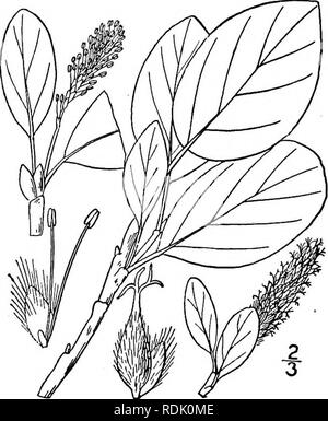 . Una flora illustrata del nord degli Stati Uniti, il Canada e la British possedimenti, da Terranova al parallelo tra il confine meridionale della Virginia, e dall'Oceano Atlantico verso ovest per il 102d meridiano. La botanica; Botanica. 604 SALICACEAE. Vol. I.. 35. Salix arctica Pall. Arctic Willow. Massa Willow. Fig. 1485. Salix arctica Pall. Fl. Ross. 1: parte 2, 86. 1788. Un basso arbusto di ramificazione, raramente 6' elevata, i ramoscelli terete o quasi. Lascia glabrous, ellittica o largamente obovate, intero, e ottuso solitamente arrotondate all'apice, ristretta o arrotondato in corrispondenza della base e di lunga petioled, pallido, glau Foto Stock