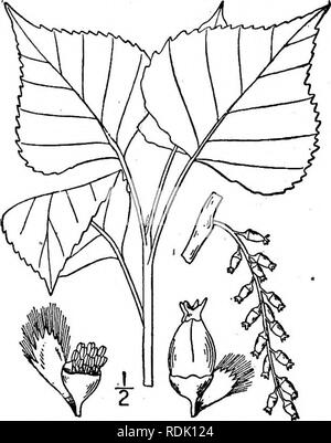 . Una flora illustrata del nord degli Stati Uniti, il Canada e la British possedimenti, da Terranova al parallelo tra il confine meridionale della Virginia, e dall'Oceano Atlantico verso ovest per il 102d meridiano. La botanica; Botanica. 9. Populus nigra L. pioppo nero. Il salice pioppo. Fig. 1448. Populus nigra L. Sp. PI. 1034. 1753. Un grande albero, talvolta ioo° di altezza ed il tronco 40 in diametro, di solito molto minore. Ramoscelli terete; giovani foglie alquanto pubescent, le foglie mature ferma, quasi o abbastanza glabrous; piccioli esili, schiacciata lateralmente; lascia ampiamente deltoide bruscamente acuminate Foto Stock