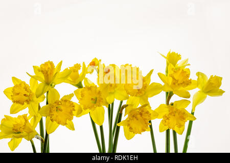 Bella molla vibranti narcisi, isolato su sfondo bianco, retroilluminato per migliorare la precisione dei dettagli in petali di fiori. Foto Stock