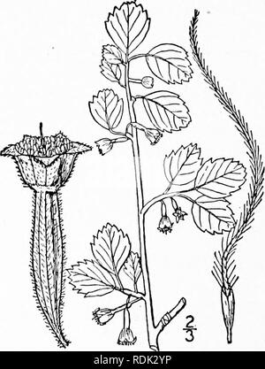 . Una flora illustrata del nord degli Stati Uniti, il Canada e la British possedimenti, da Terranova al parallelo tra il confine meridionale della Virginia, e dall'Oceano Atlantico verso ovest per il 102d meridiano. La botanica; Botanica. 3. Dryas Drummondii Richards. Tamburo- mond di montagna Avens. Fig. 2286. Dryas Drummondii Richards.; gancio. Bot. Mag. til.2()72. 1830. . Dryas octopclala var. Drummondii S. WATS. Bibliog. Indice I : 281. 1878. Sim.ilar a D. octopetala, le foglie crenate-dentato, ma generalmente ridotte alla base. Scape floccose- pubescent, spesso taller; fiore giallo, circa 9&quo Foto Stock
