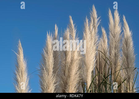 Orecchie di pampa erba sullo sfondo di un blu brillante cielo chiaro Foto Stock
