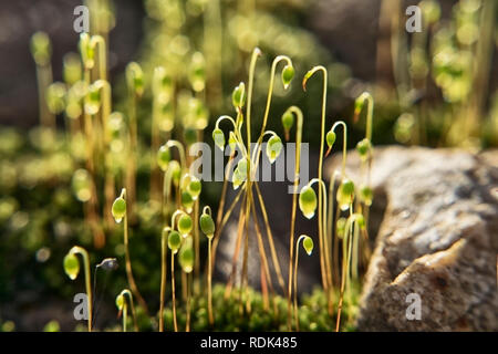 Il sole splende attraverso le graminacee piccole sul muschio sulla pietra terrapieno ferroviario Foto Stock