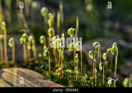 Il sole splende attraverso le graminacee piccole sul muschio sulla pietra terrapieno ferroviario Foto Stock