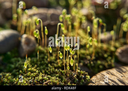 Il sole splende attraverso le graminacee piccole sul muschio sulla pietra terrapieno ferroviario Foto Stock