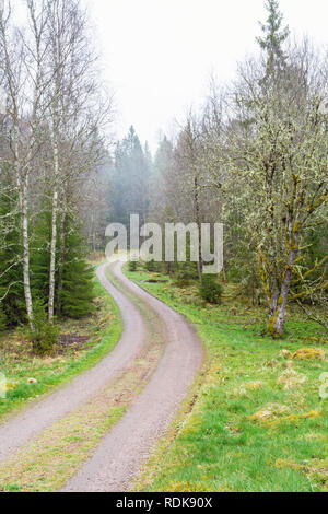 Tortuosa strada attraverso la foresta Foto Stock