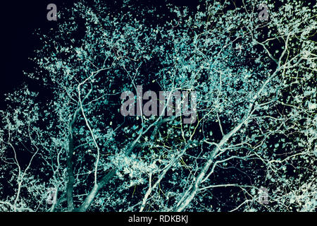 Vista surreale sui rami di alberi - Inversione colori dare una favola come effetto di questa immagine. Foto Stock