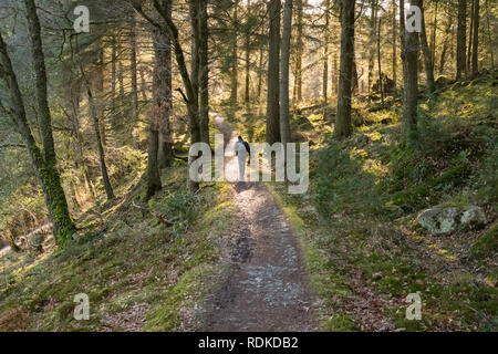 Un maschio di walker godendo di una splendida giornata splendente nella Grande Foresta di Loch Ard vicino a Aberfoyle, Scotland, Regno Unito Foto Stock