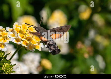 Colorato Humming-Bird Hawk Moth (Macroglossum stellatarum) alimentazione in un giardino in Sardegna, Italia, Foto Stock