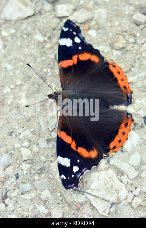 Ammiraglio rosso, ammirabile rosso, ammiraglio, Vulcain, Vanessa atalanta, atalantalepke, admirálislepke, Budapest, Ungheria, Magyarország, Europa Foto Stock