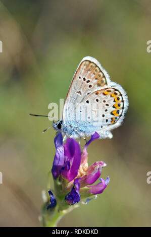 Argento-blu chiodati, Geißklee-Bläuling, Argus-Bläuling, Plebejus argus, boglárka ezüstös Foto Stock