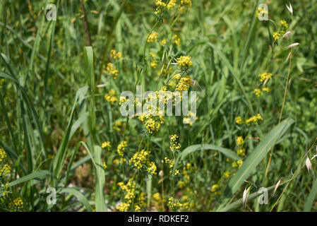 Galium verum pianta Foto Stock