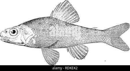 . Il Cambridge storia naturale. Zoologia. XXII HETEROMI 621 può essere considerata altamente specializzati, i membri aventi si è evoluto nel senso della Acanthopterygii. Solo due generi sono noti, ciascuno con una singola specie: Percopsis, dai fiumi e torrenti del Canada e del nord-est degli Stati Uniti, e Columbia, più recentemente scoperto in sabbia o con erbacce lagune lungo la Columbia Eiver. Questi pesci sono di piccole dimensioni e non superiore a 6 pollici di lunghezza. Le loro uova sono insolitamente grande.. Fig. 378.-Columbia in Transmontana, dimensione naturale. (Dopo Eigenmann.) Sub-Order 6. Heteromi. Aria-vescica Foto Stock